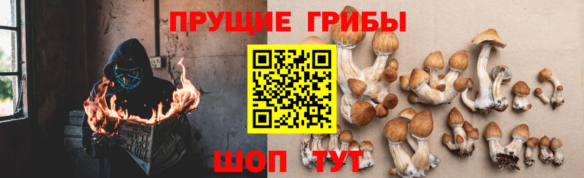 Псилоцибиновые грибы Psilocybine cubensis Пушкино